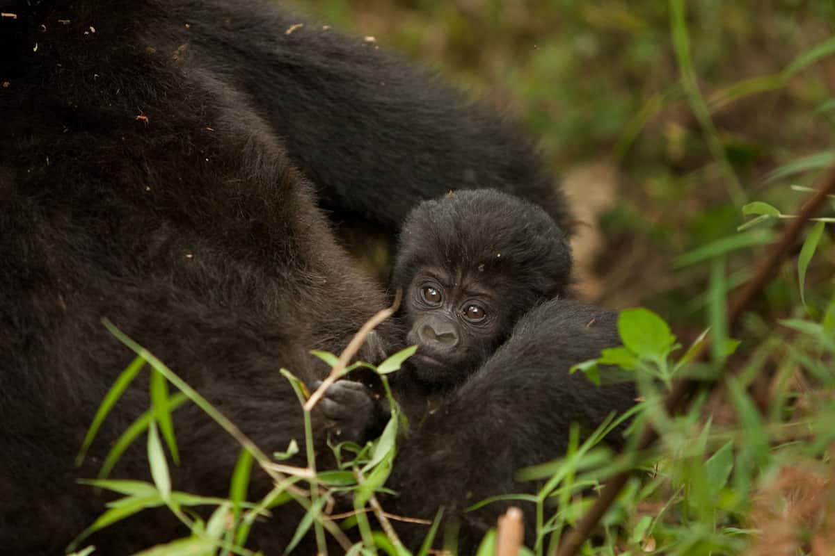 Baby gorilla held by its mother