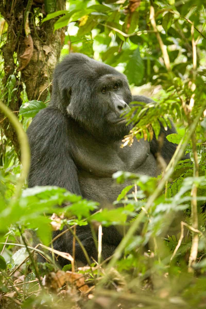 Male gorilla in the jungle
