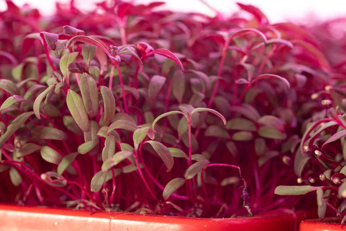 Microgreens Mulholland Estate