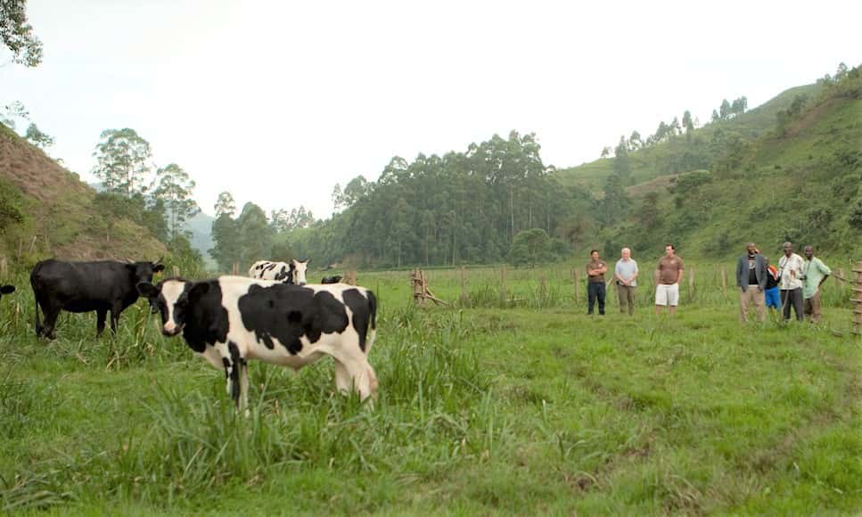 Cattle in a pasture with Nigerian farmers looking on.