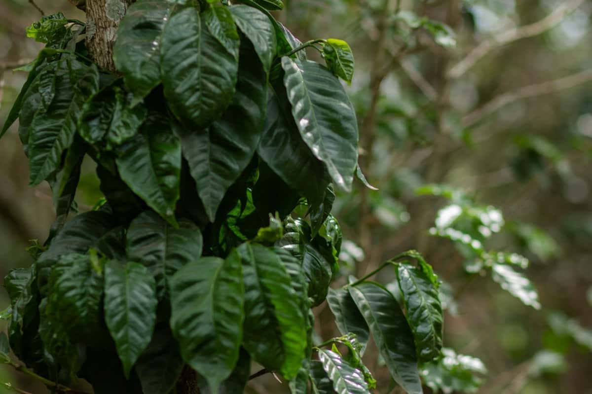 Glossy green leaves of coffee tree