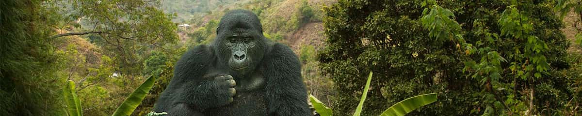 Mountain Gorilla Coffee Project