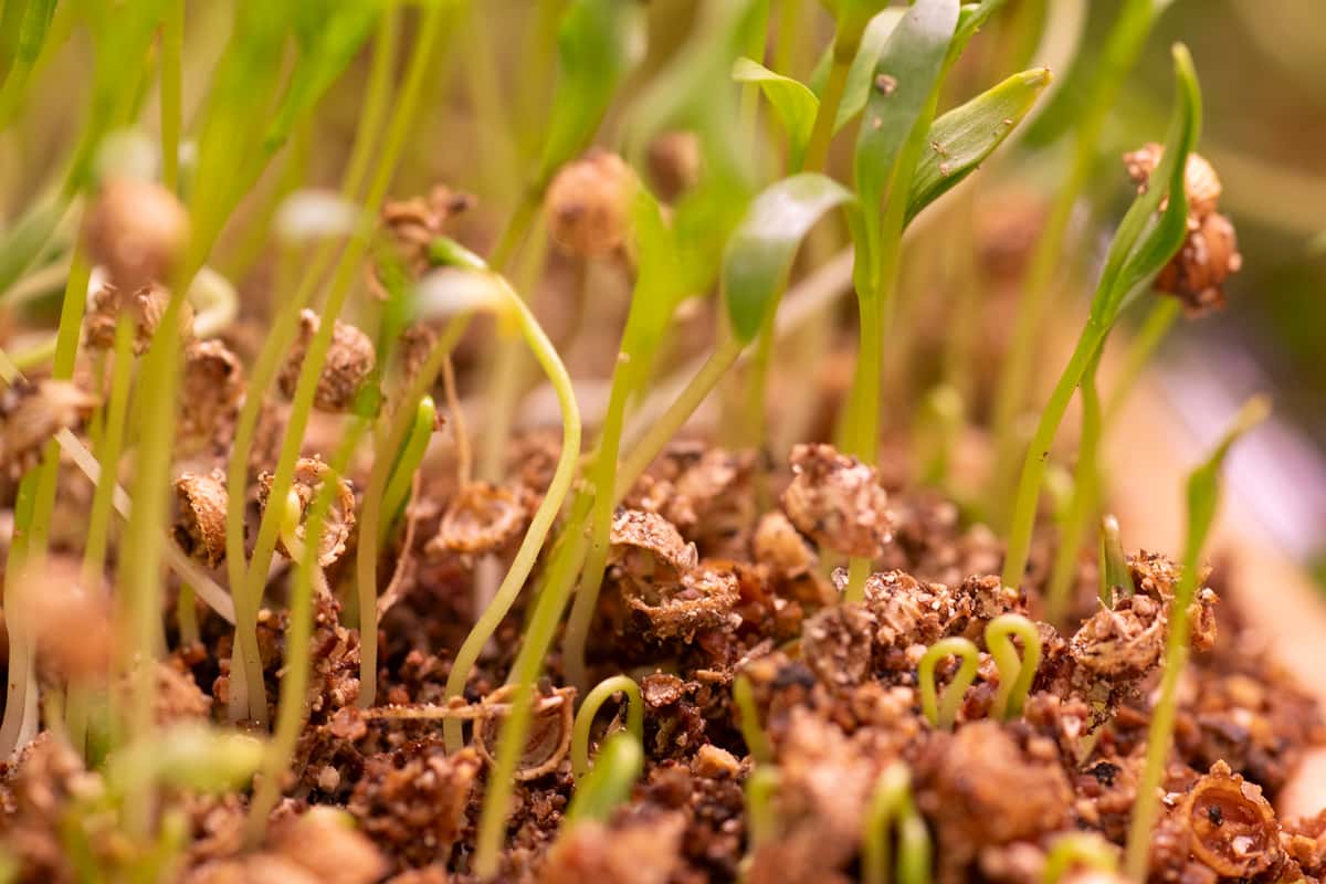Microgreens Mulholland Estate
