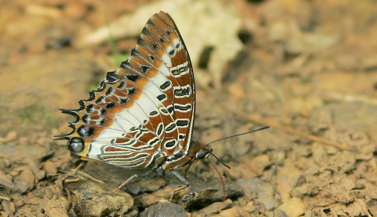 Brown patterned jungle butterfly on the ground