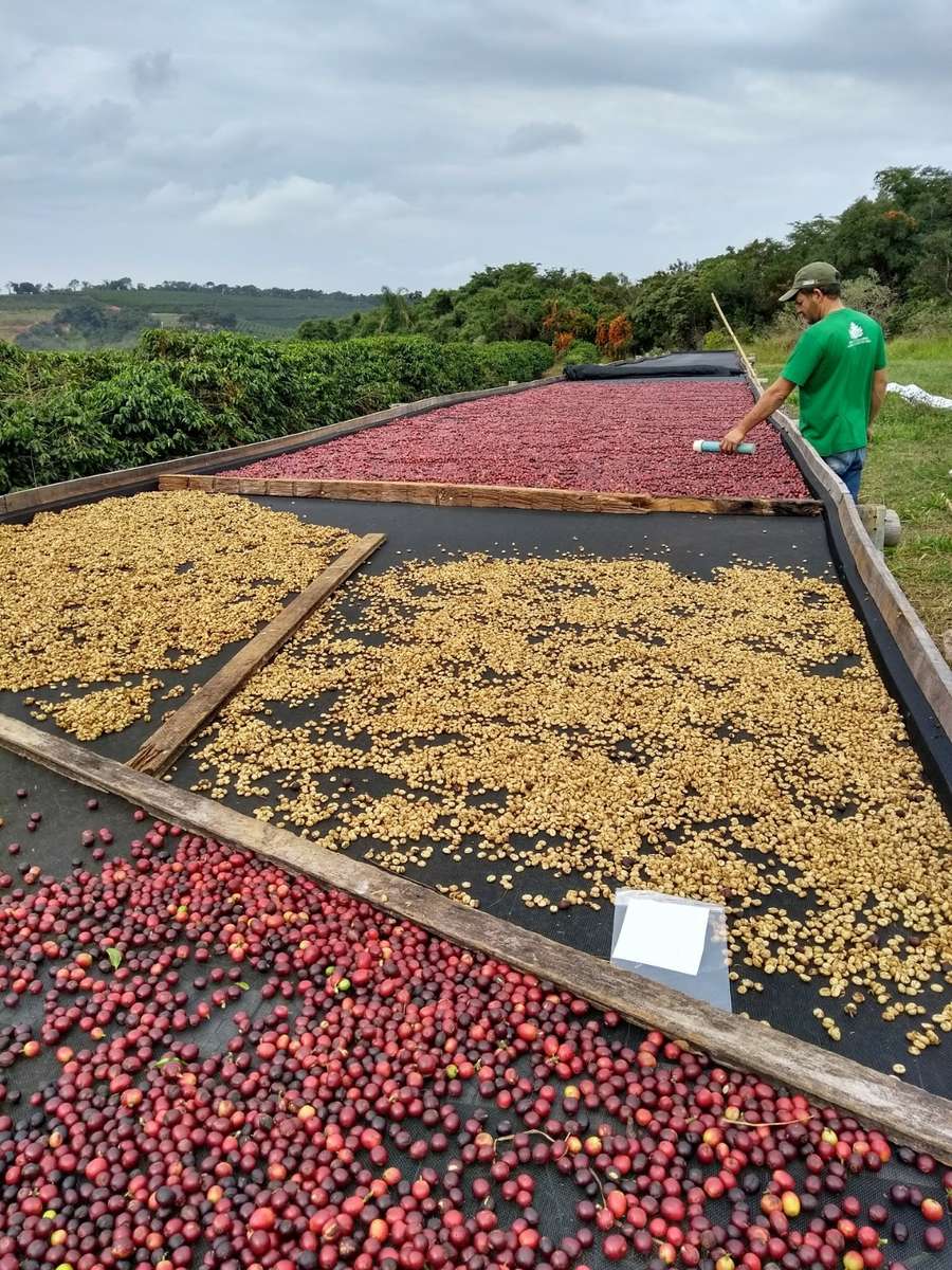 Worker spreads coffee cherry fruit out on drying bed.