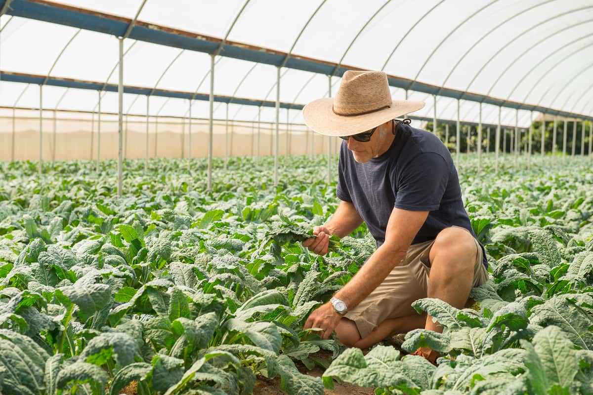 Man with hat inspecting lettuces in a field with an arched white sunscreen overhead