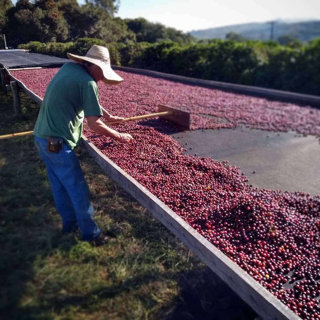 Coffee cherry fruit are spread out to dry on an African bed at Fazenda Cachoeira