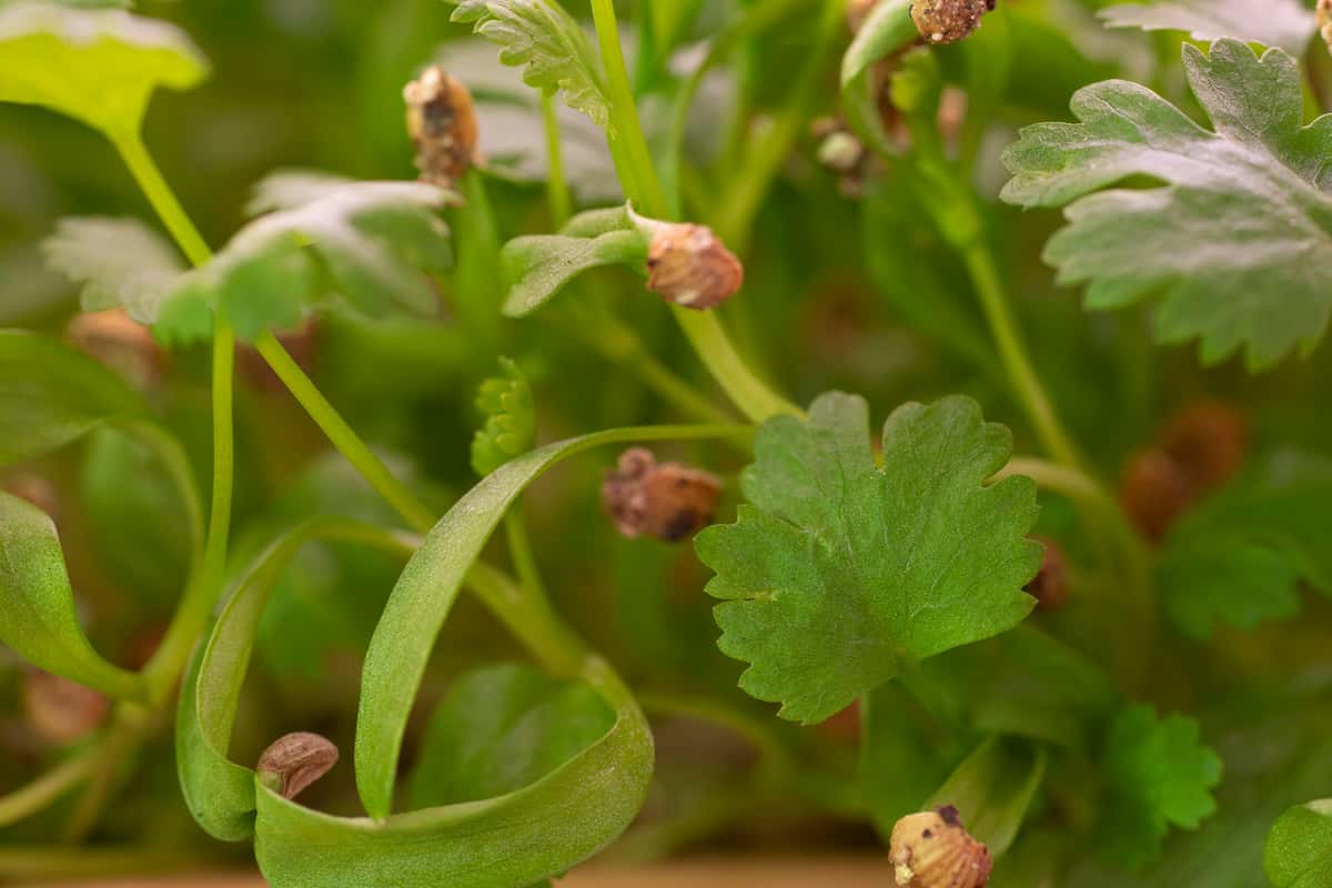 Microgreen Mulholland Estate