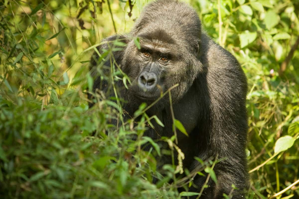 Male Razorback Gorilla in jungle