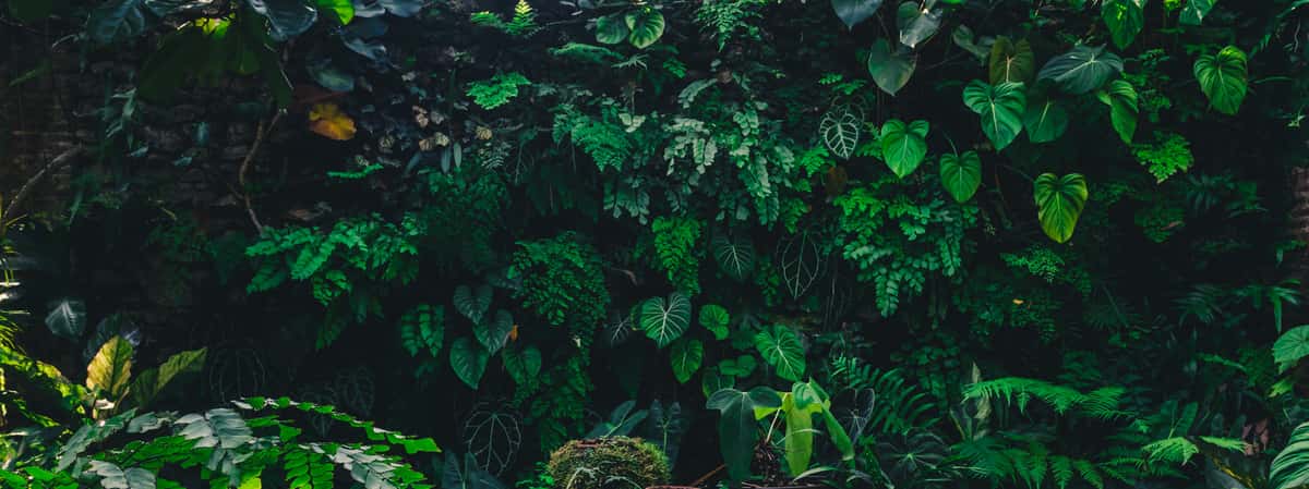 wall