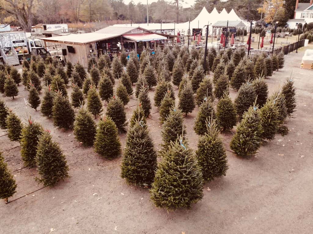Ms. Bee's Christmas Tree Lot