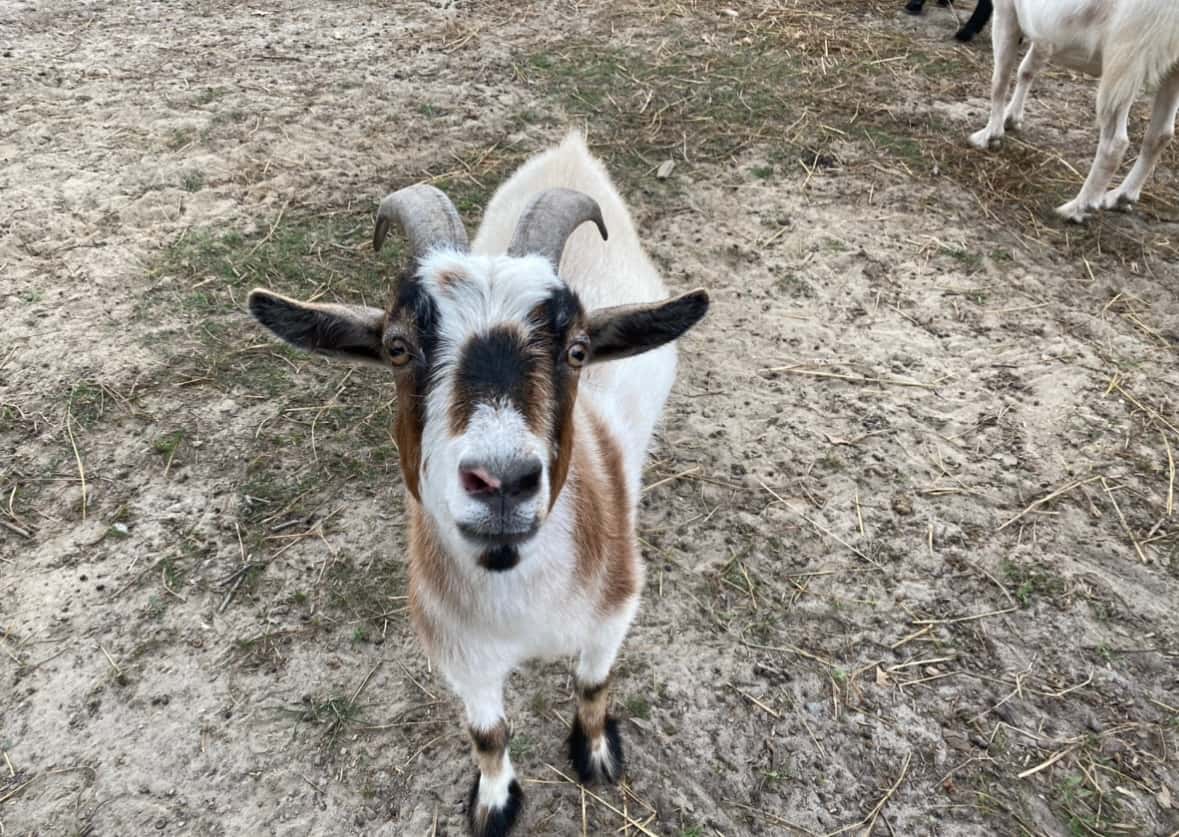 Sven