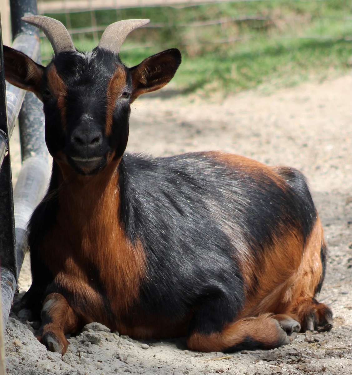 Pumba