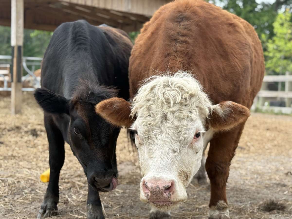 cows