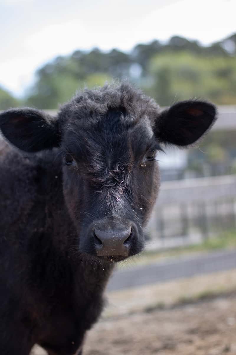 cow