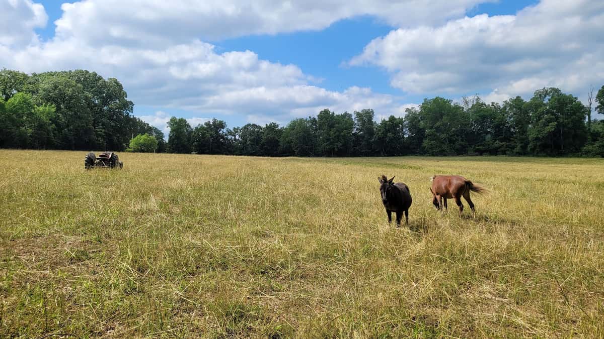 farm photo
