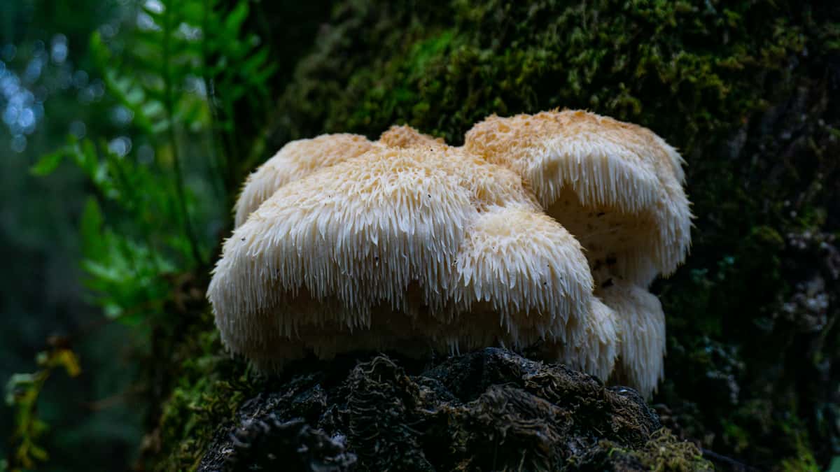 Lion's Mane Mushroom