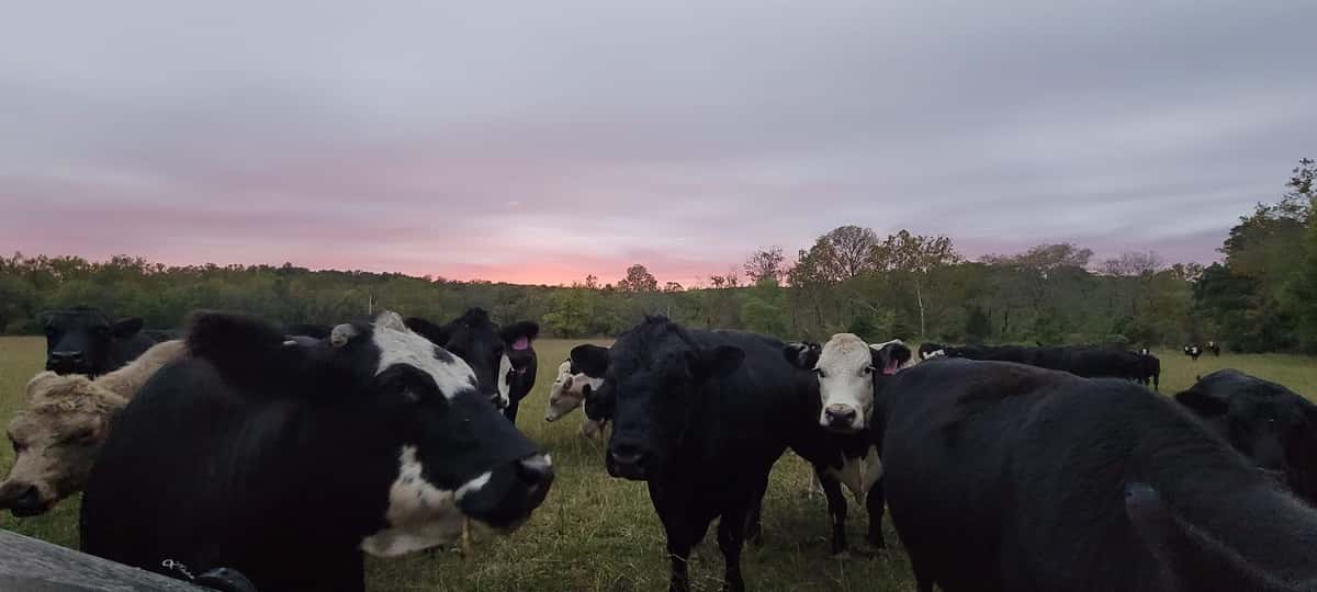 cows at dusk