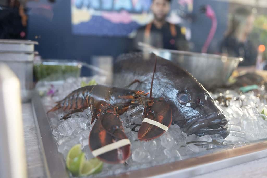 Sunset Feast 2024