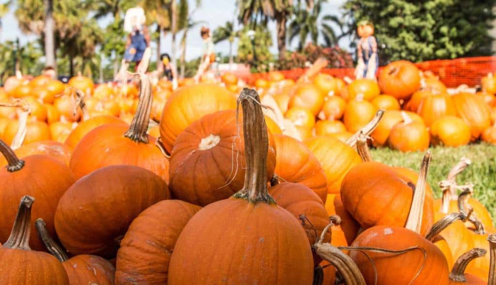 26 of the most spooktacular things to do in Miami this Halloween 2026