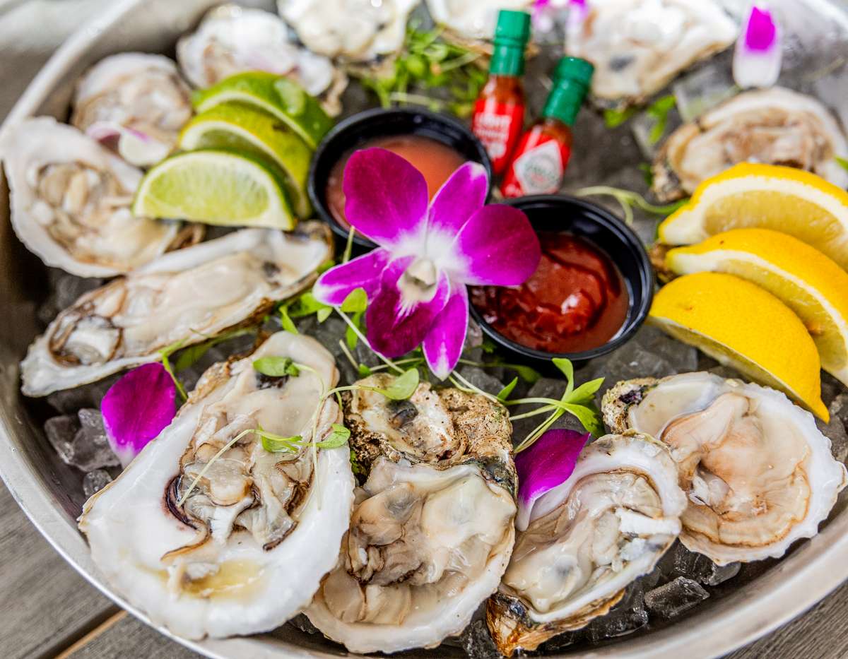 Oysters