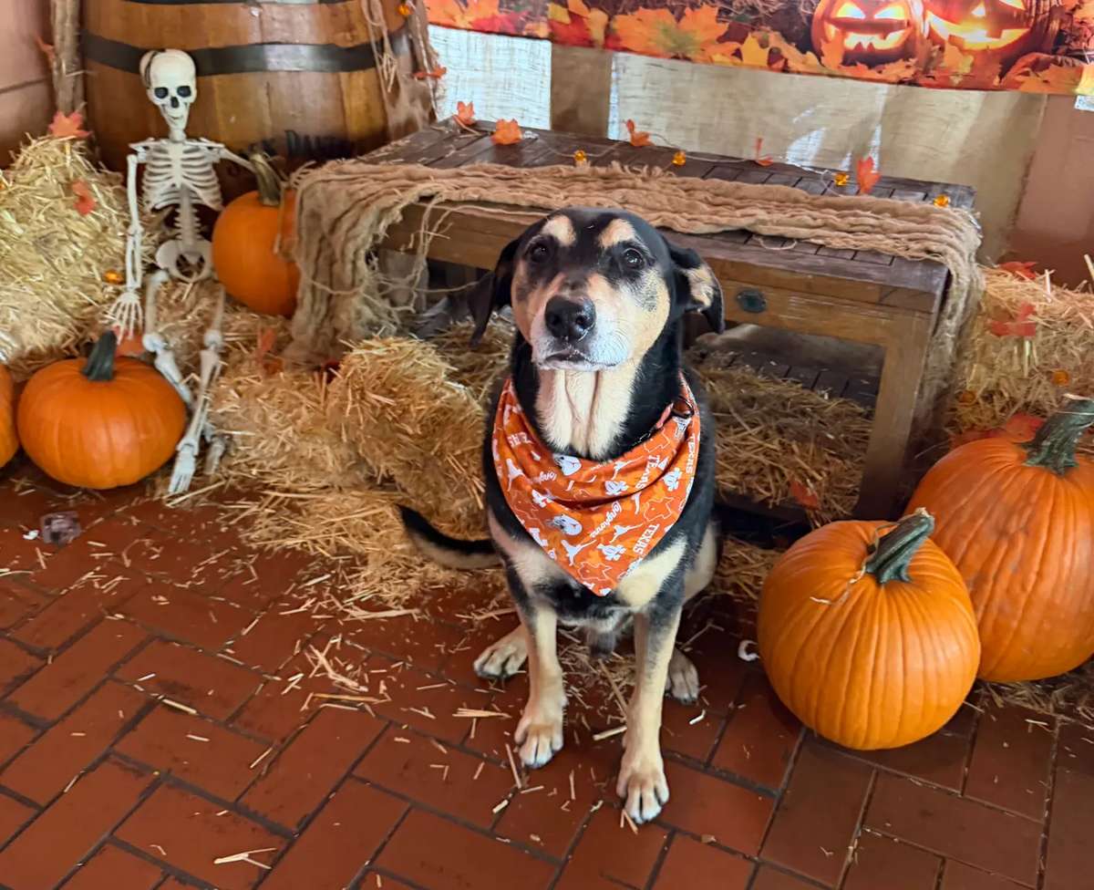 The 19 Best Dog-Friendly Restaurants in Miami Right Now