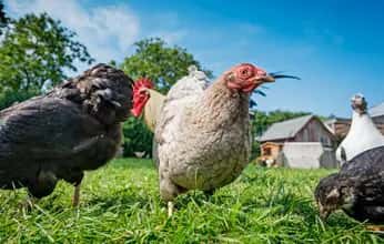 Chickens