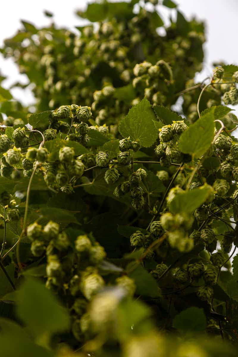 Hops