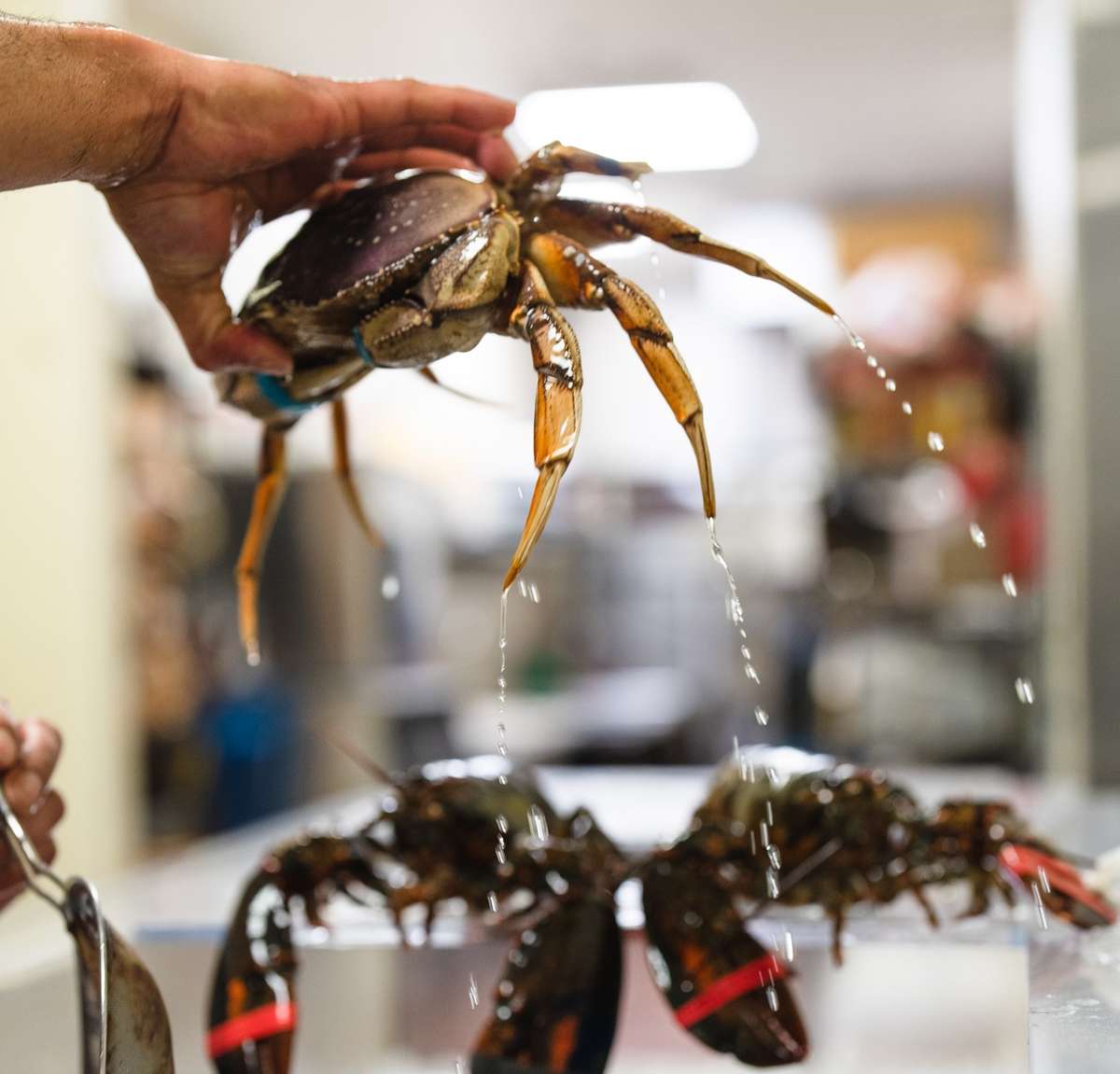live dungeness crab and lobster from a lobster tank