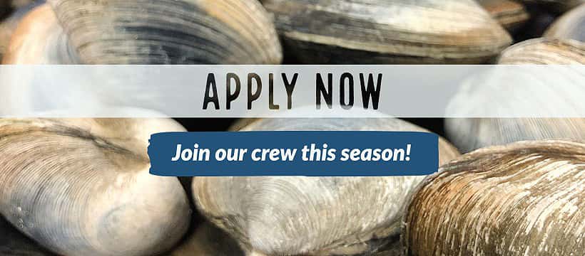 Image of a pile of quahogs with the words "Apply now - join our crew this season!"