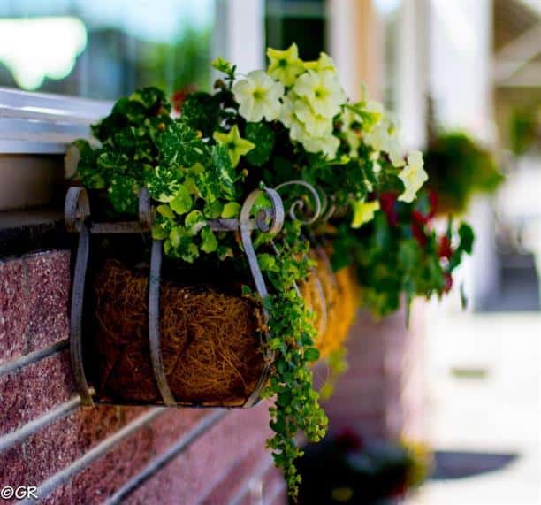 flower boxes with blooming flowers