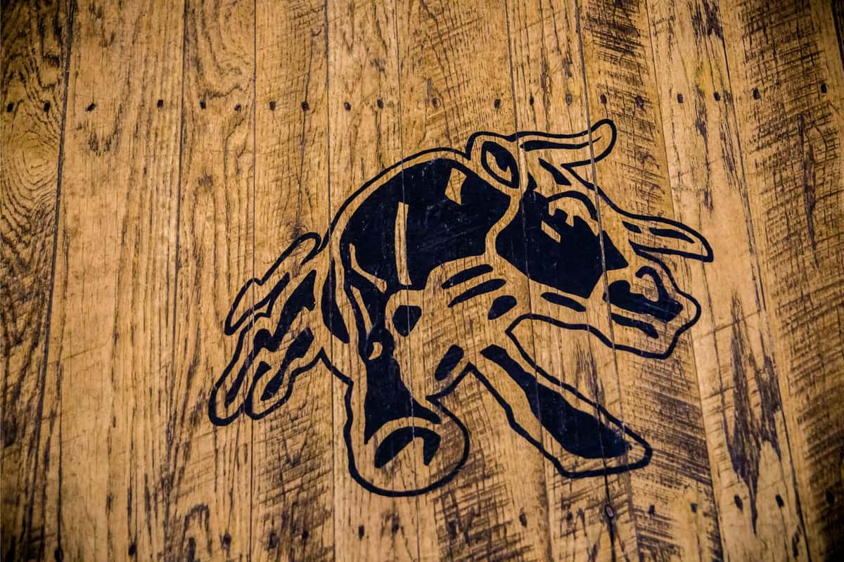 bull image