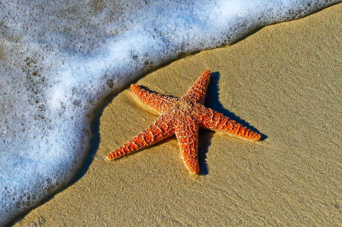 starfish on sand near shore
