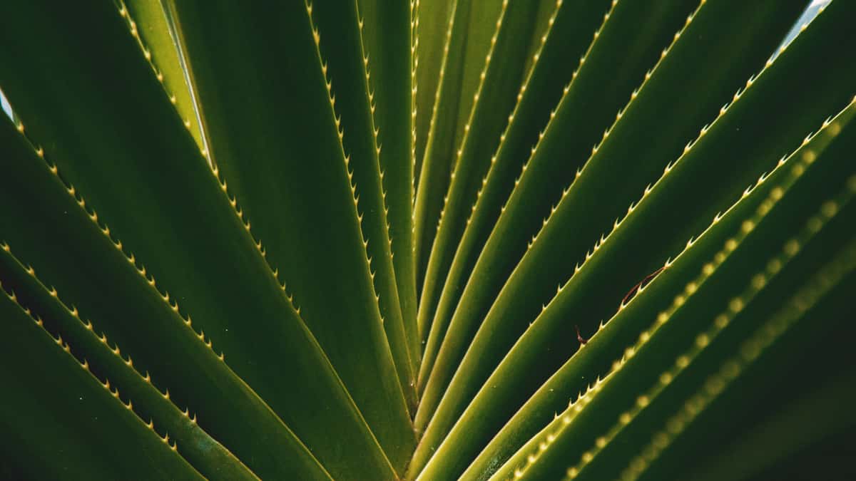 agave