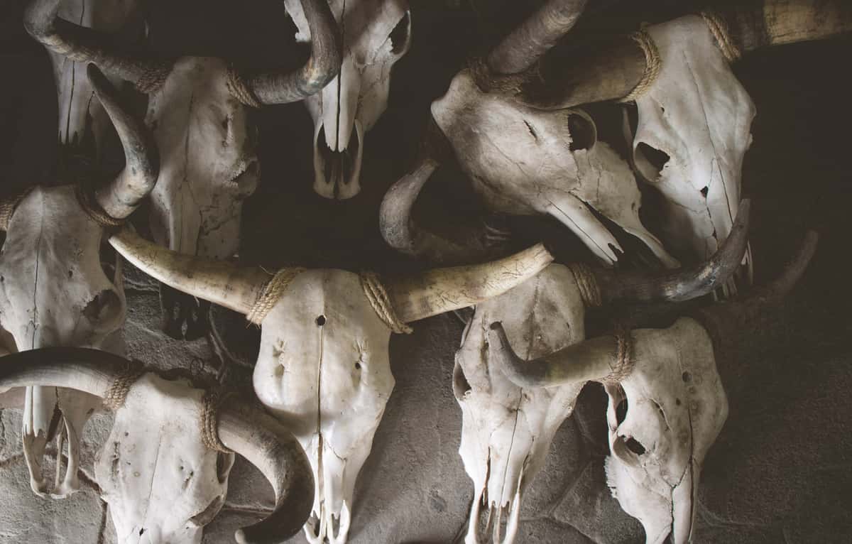 cattle horns