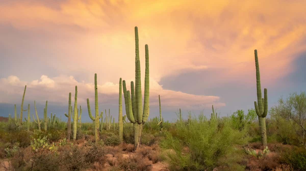 Arizona