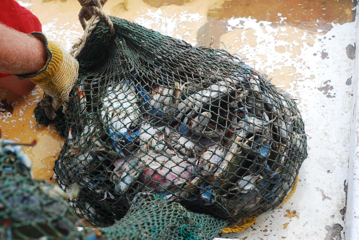 fish and seafood in a net