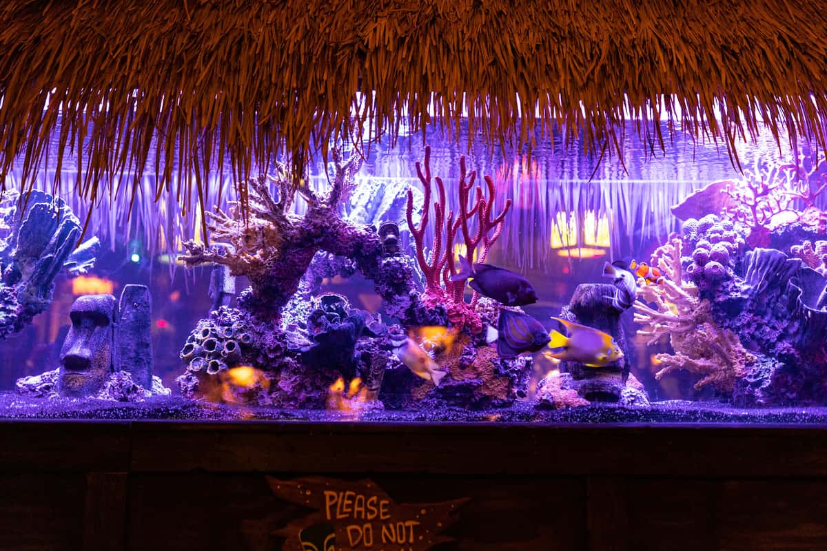 Fish Tank