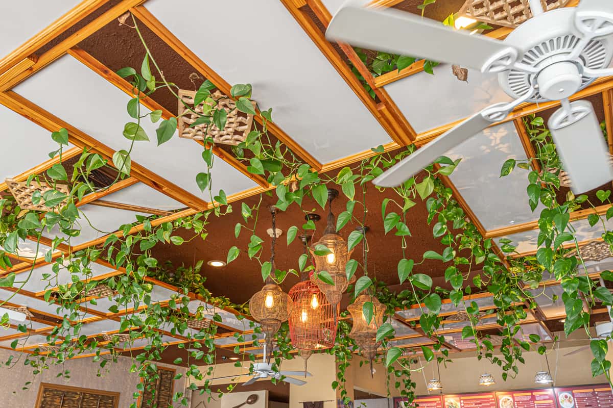 beautiful wood and panel ceiling with live geenery