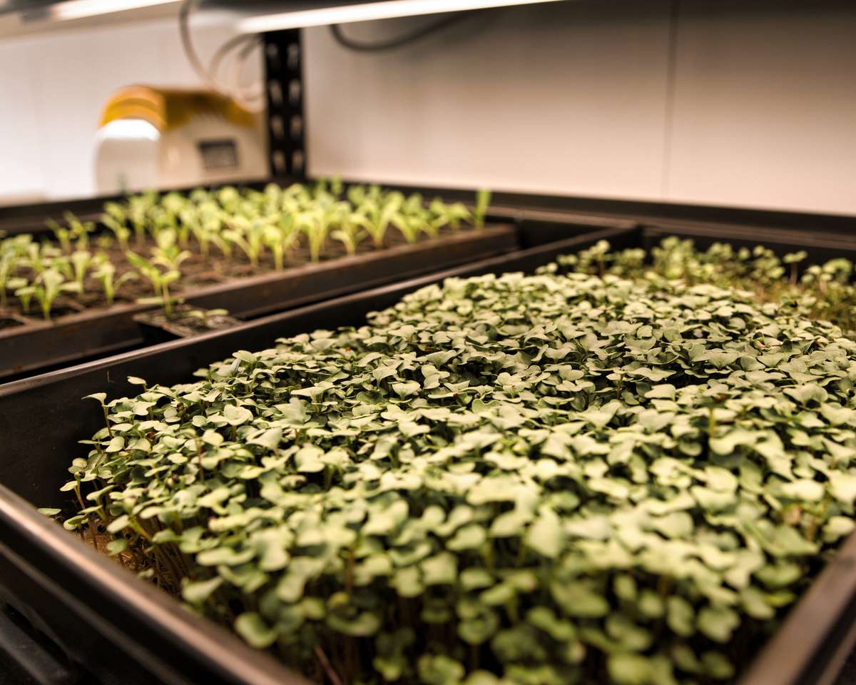 Microgreens grown in house