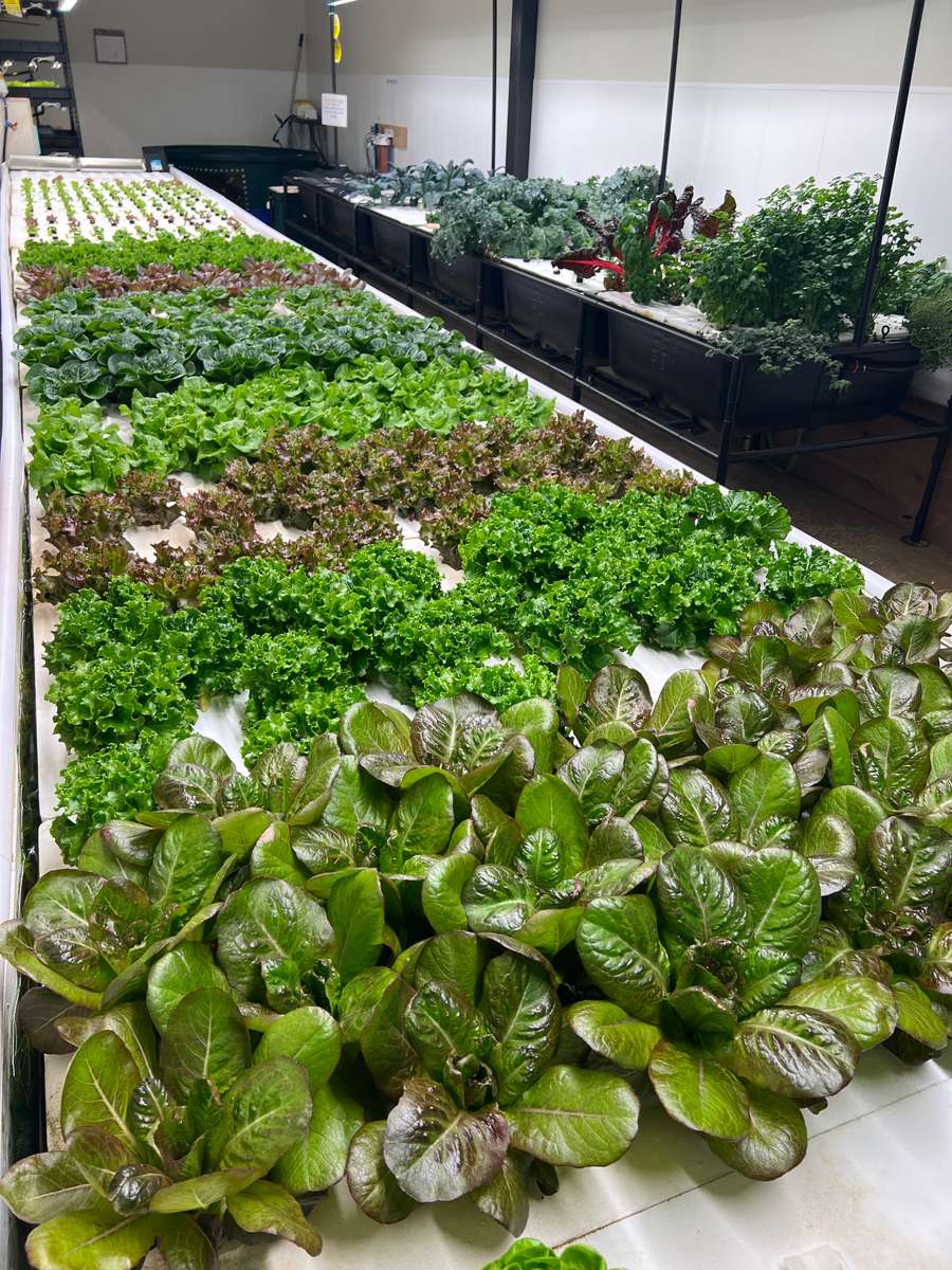 Aquaponics Lettuce