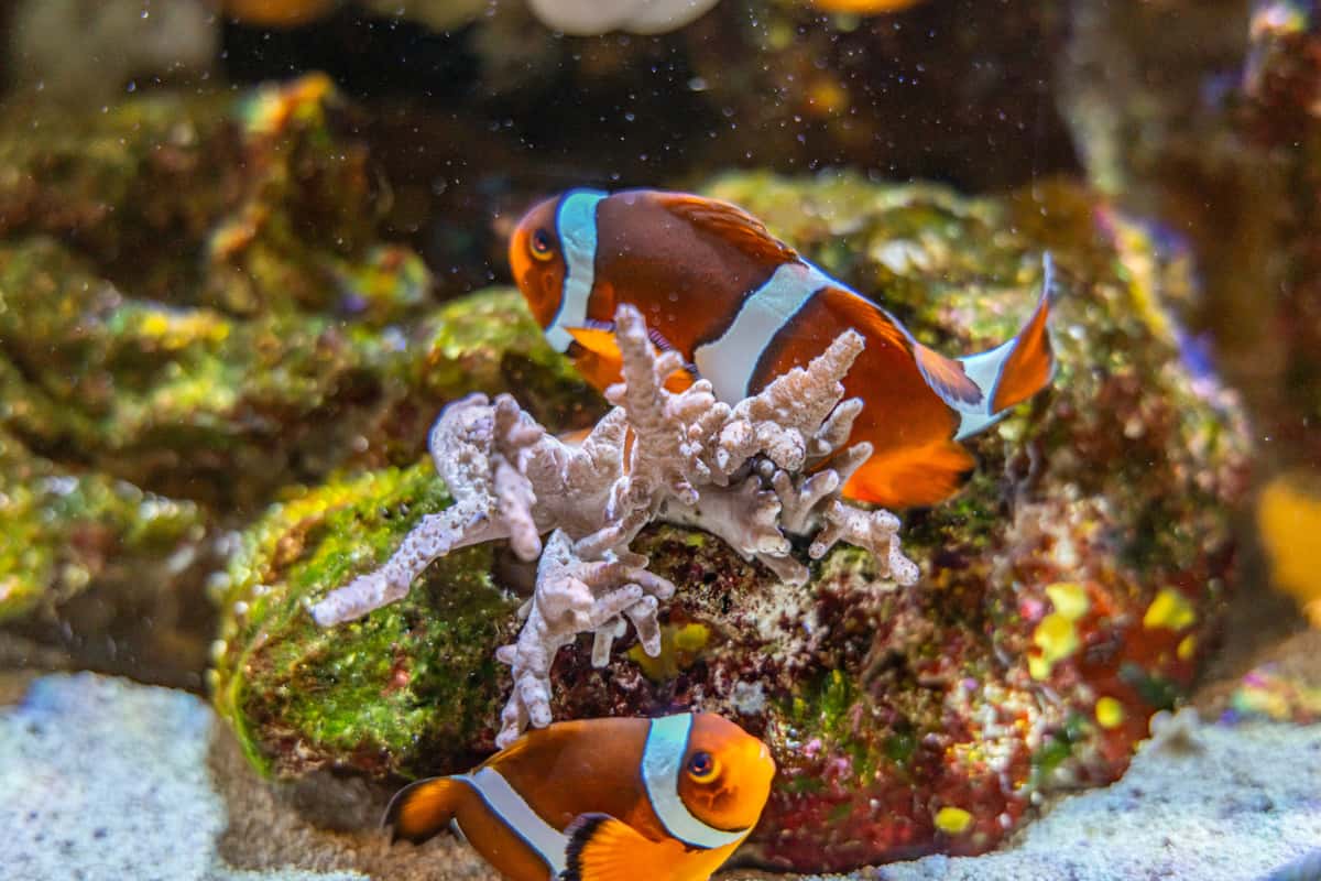 Aquarium