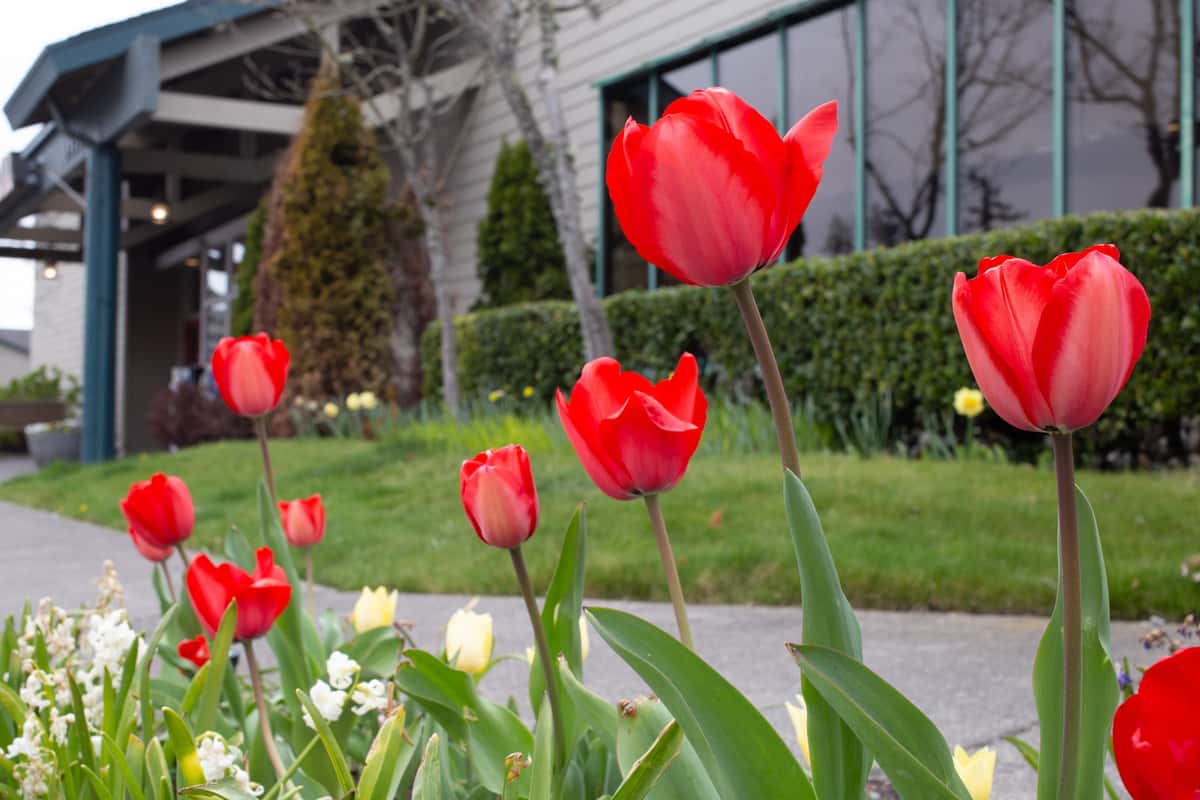 tulips