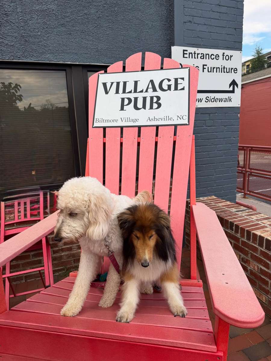 dogs