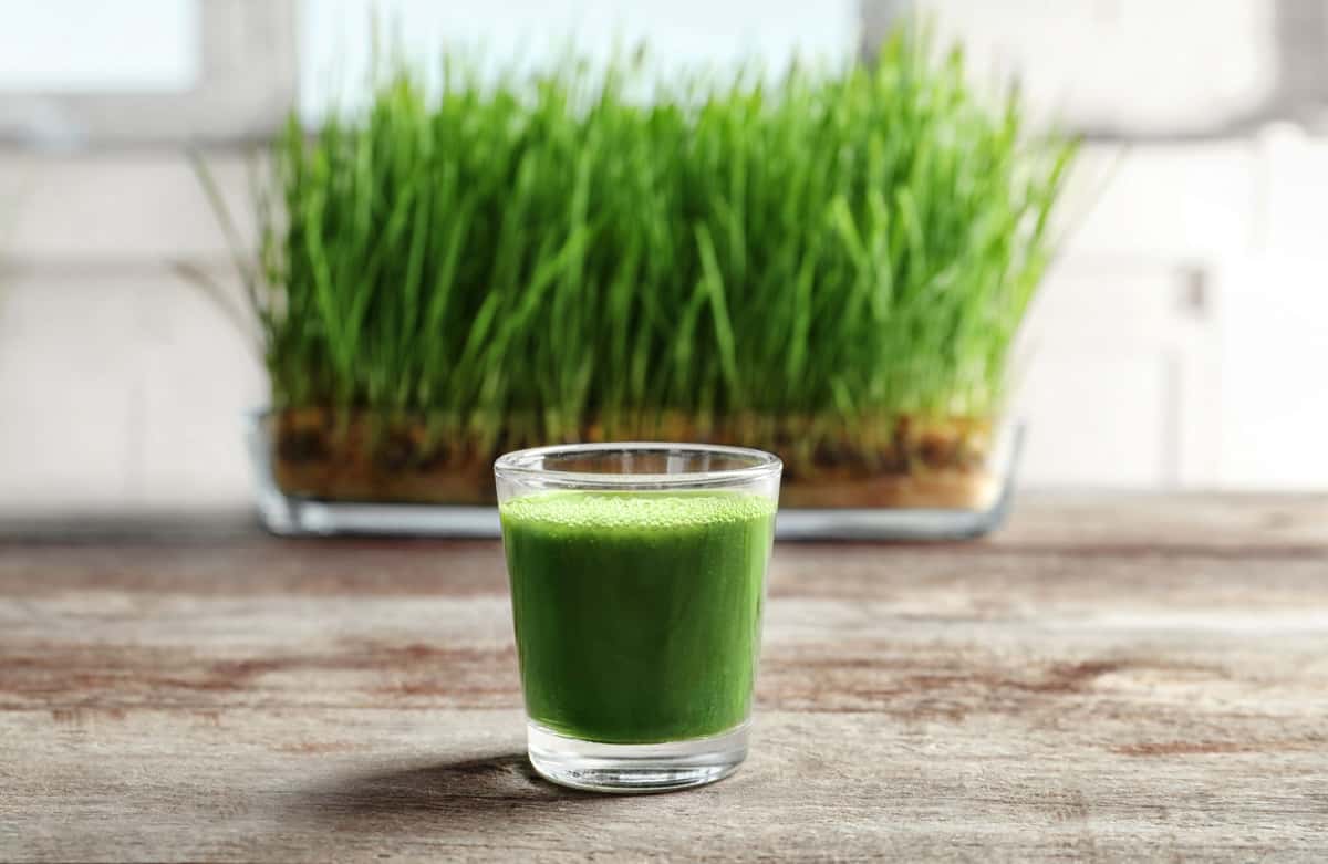 Shot of wheat grass juice on wooden table