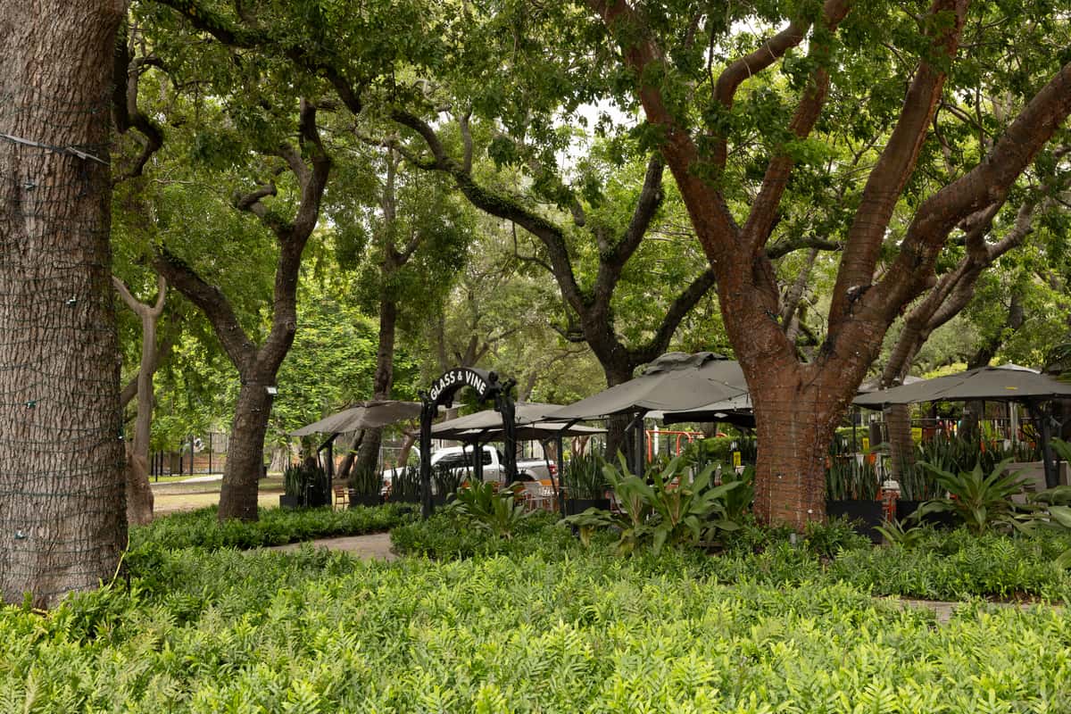 Glass & Vine garden patio entrance surrounded by trees, greenery, and outdoor umbrellas
