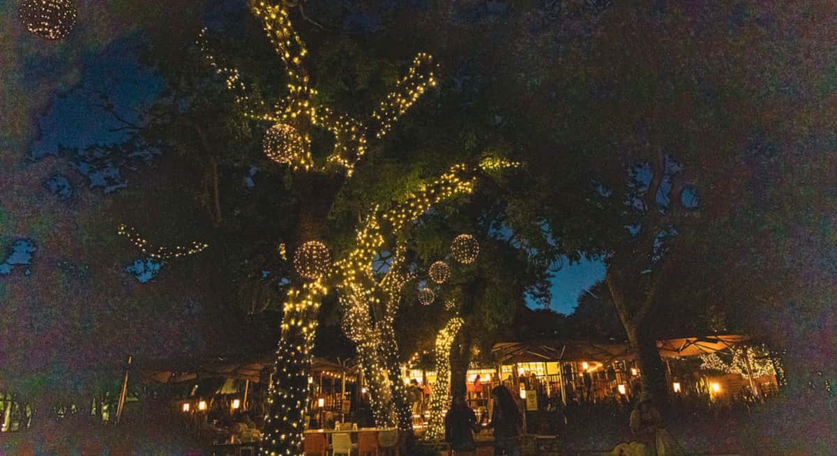 Large trees wrapped in warm string lights illuminating an outdoor restaurant patio at night.