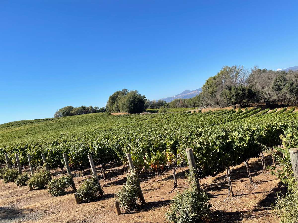 vineyard
