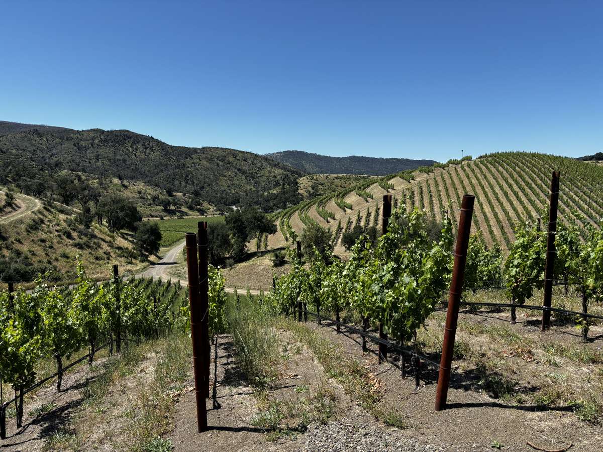 the vineyard