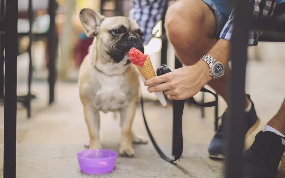 Frenchie_with_Ice_cream_cone_iStock